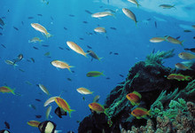 Reef1
