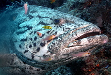 Grouper High