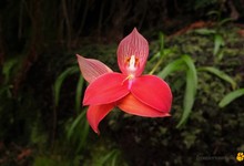 Disa Uniflora