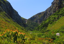 Bettys Bay Walk